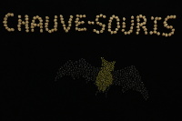 Chauve-souris